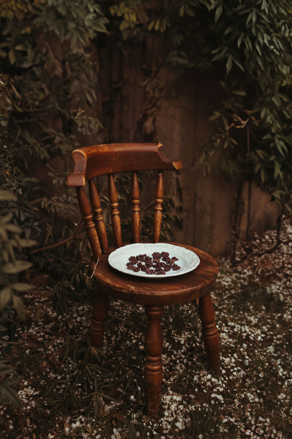 Chocolate Covered Sprouted Walnuts (plus Bonus)