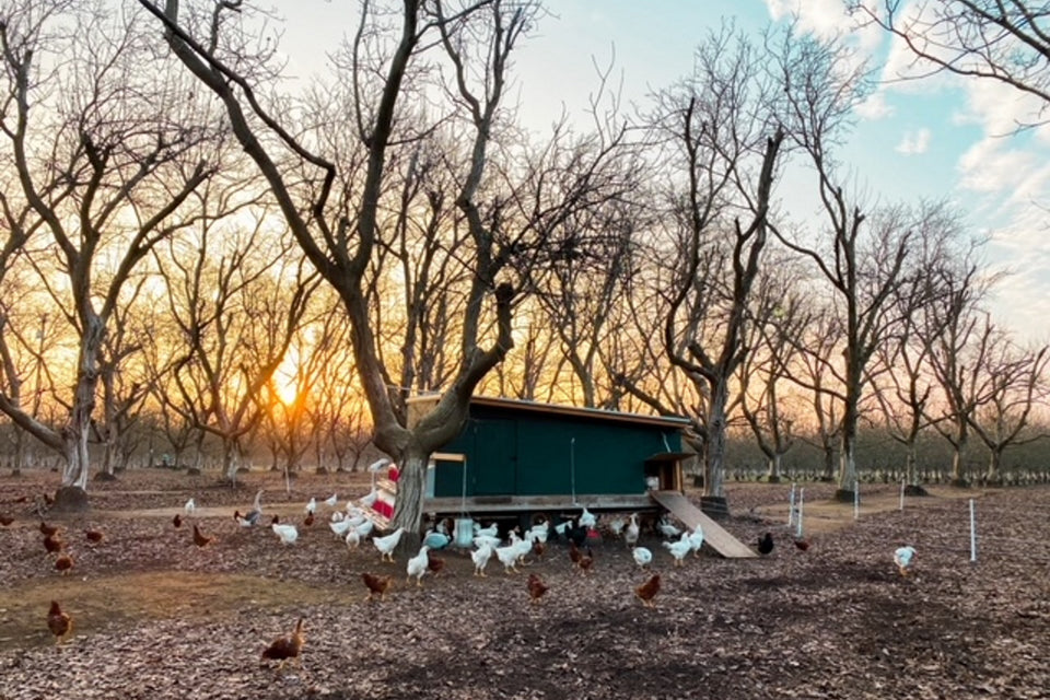 A walnuts farm in California